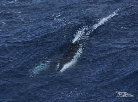 A clara silhueta de golfinhos abaixo d'-agua em alto mar, entre Falkland e Geórgia do Sul